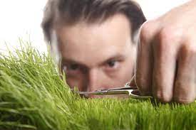 the lawn